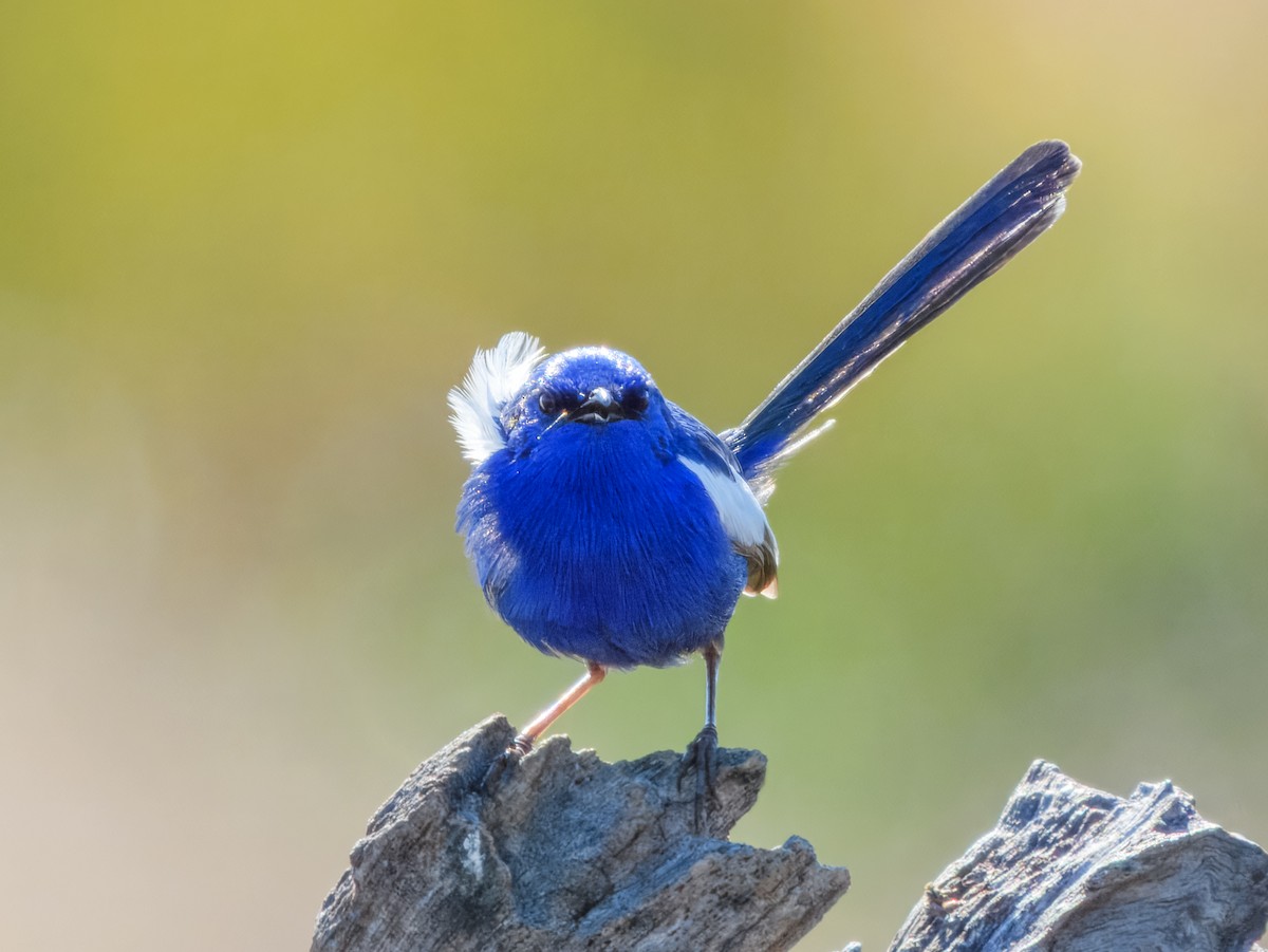 White-winged Fairywren (Blue-and-white) - ML638163905