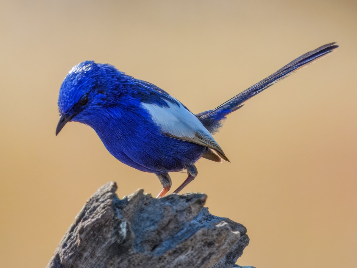 White-winged Fairywren (Blue-and-white) - ML638163910