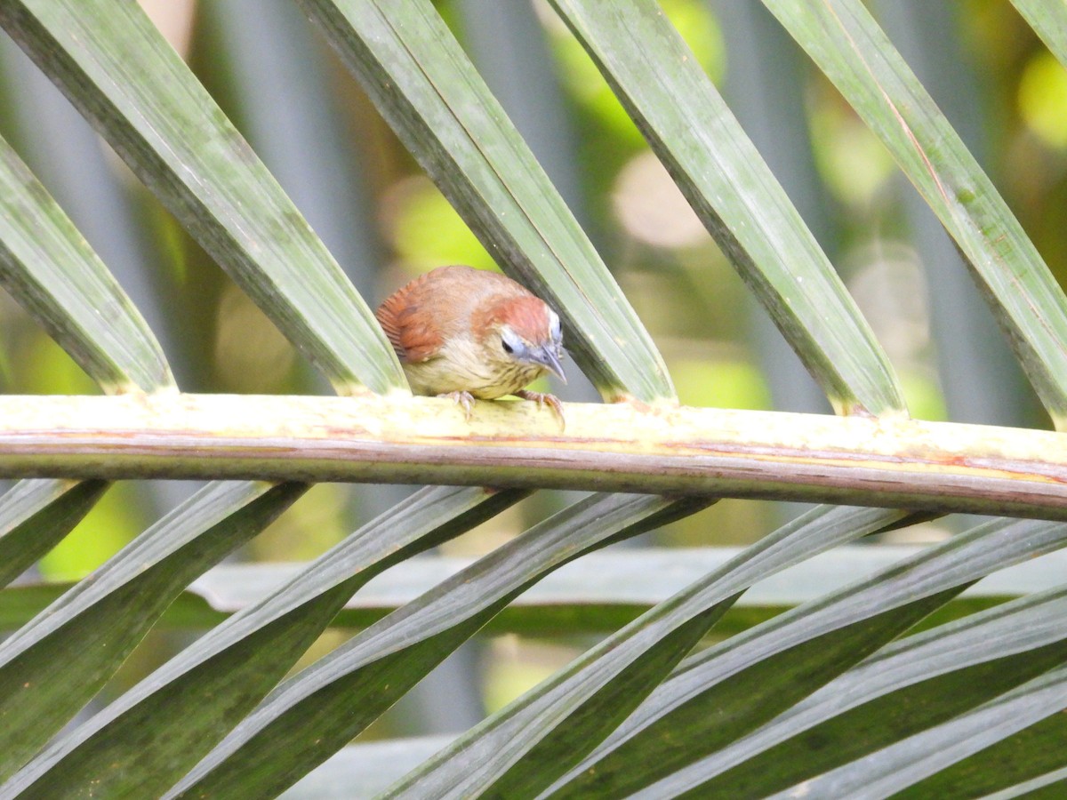 Pin-striped Tit-Babbler - ML638163913