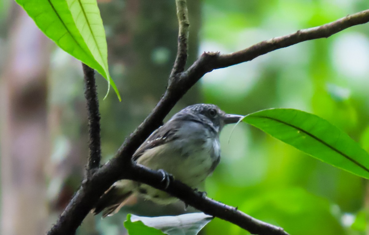 Spot-crowned Antvireo - ML638163921