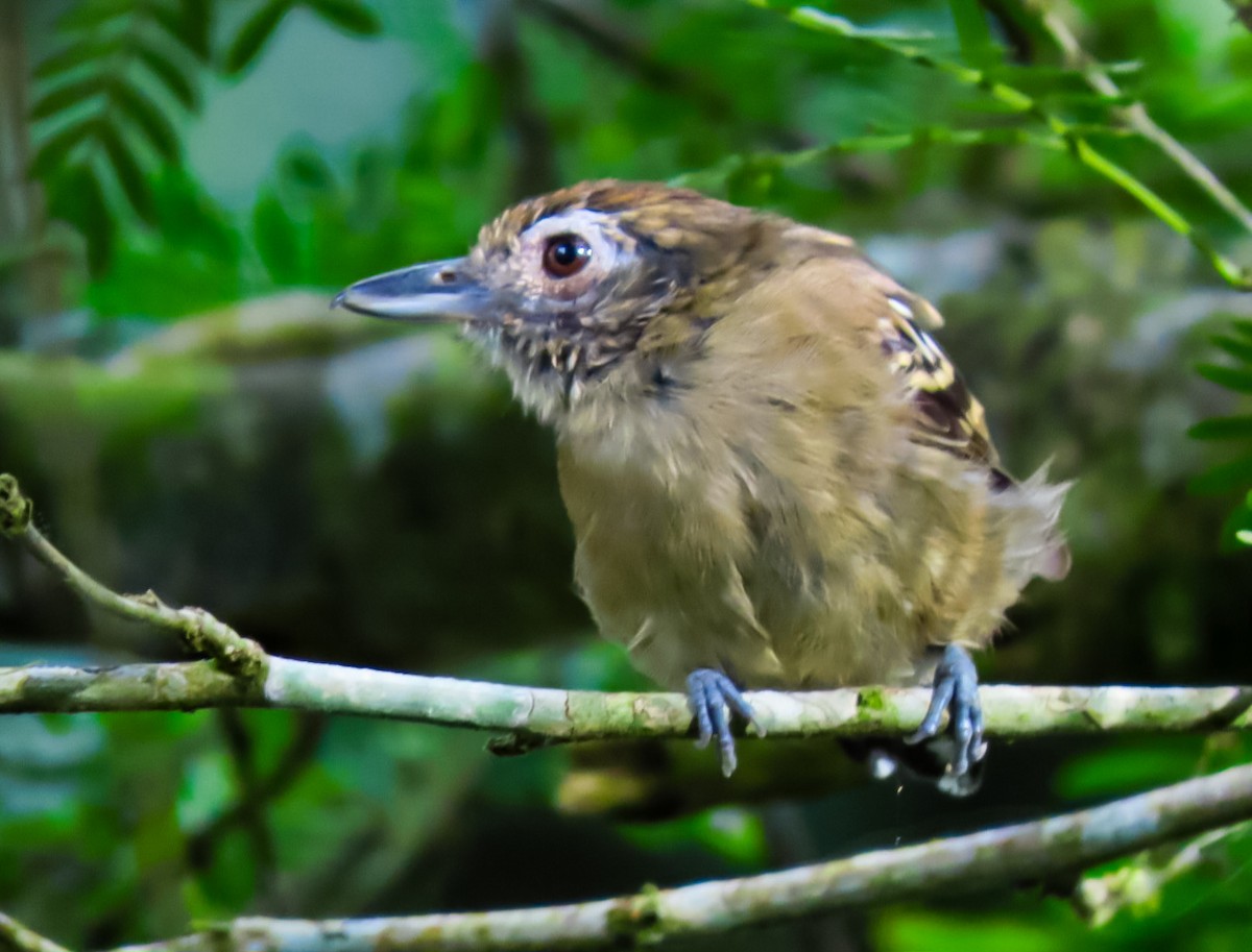 Spot-crowned Antvireo - ML638163922