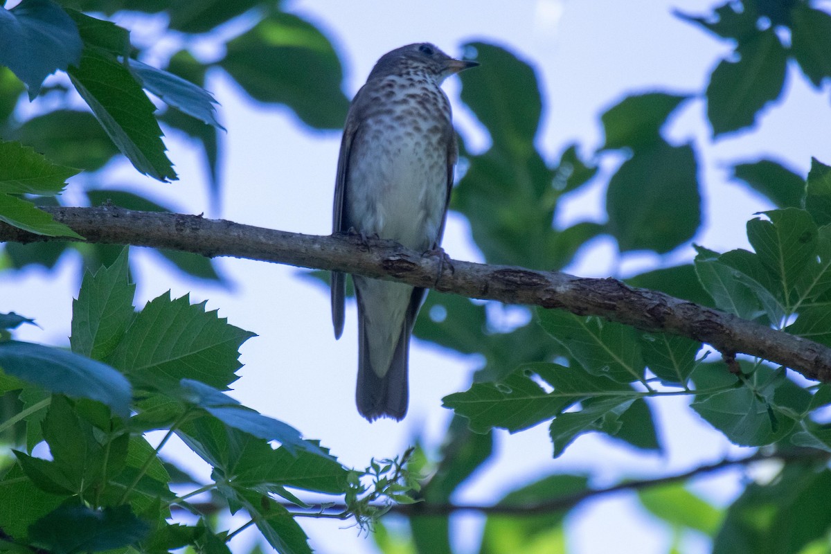 Gray-cheeked Thrush - ML638163924