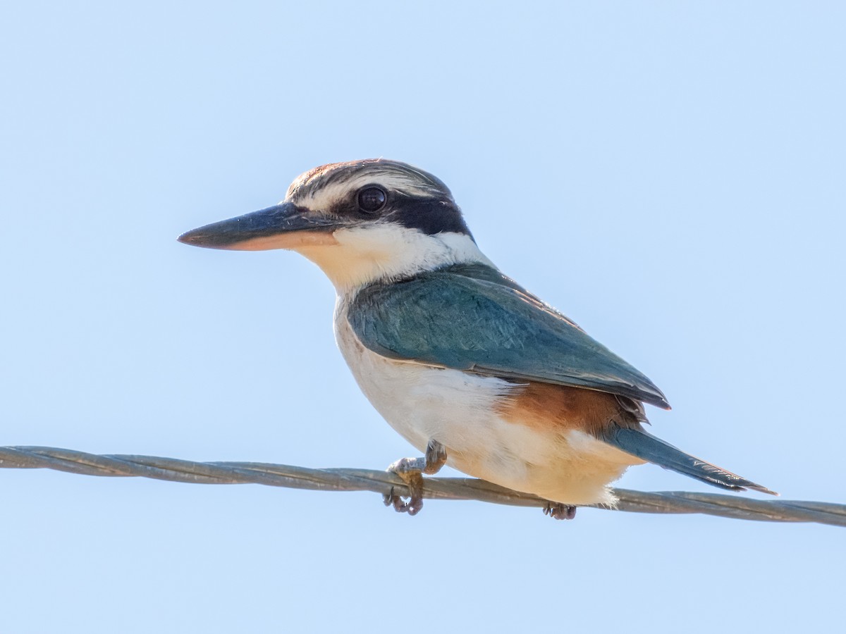 Red-backed Kingfisher - ML638163931