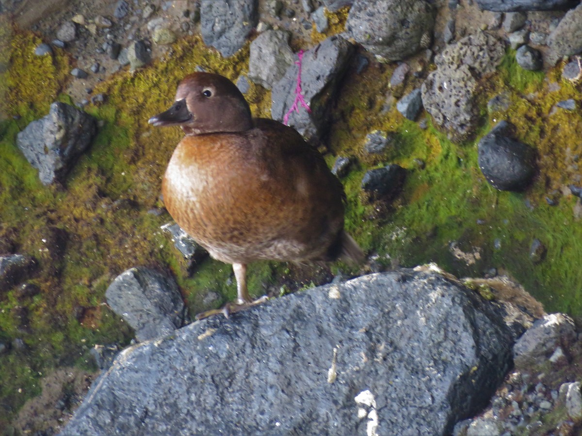 Auckland Islands Teal - ML638163941