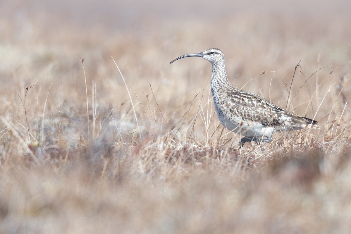 Bristle-thighed Curlew - ML638163959