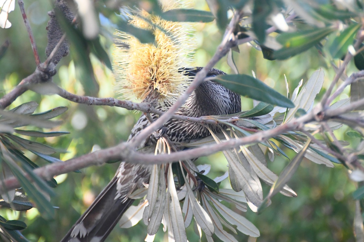 Little Wattlebird - ML638163973