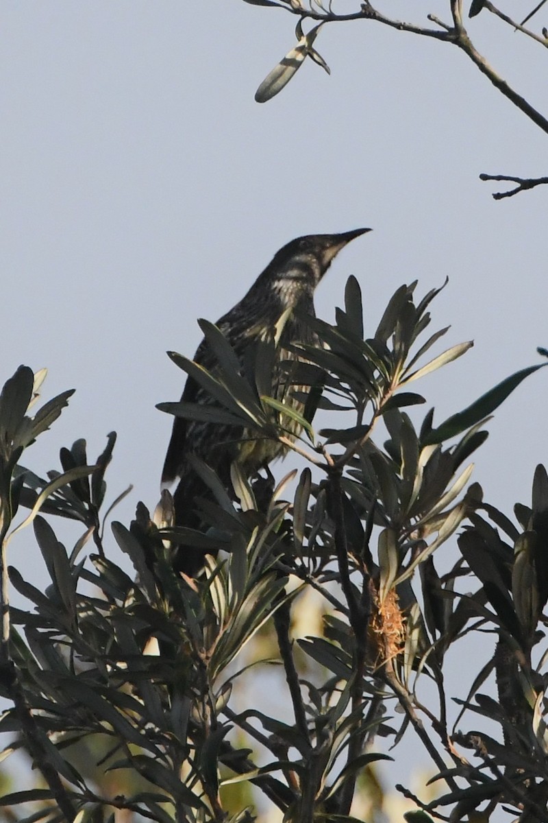 Little Wattlebird - ML638163977