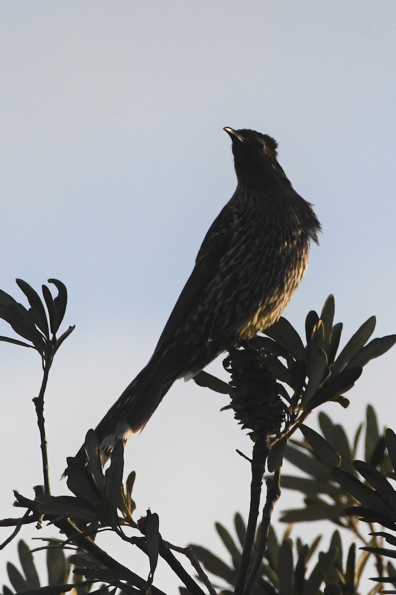 Little Wattlebird - ML638163978