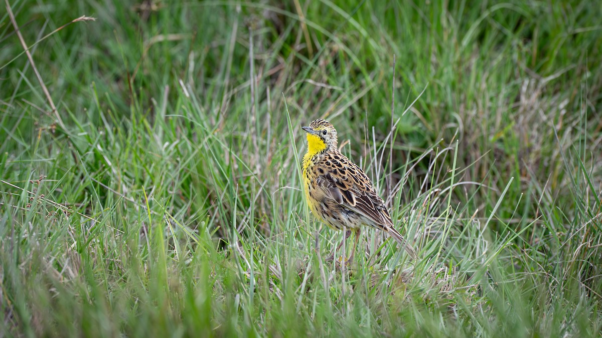Sharpe's Longclaw - ML638163985
