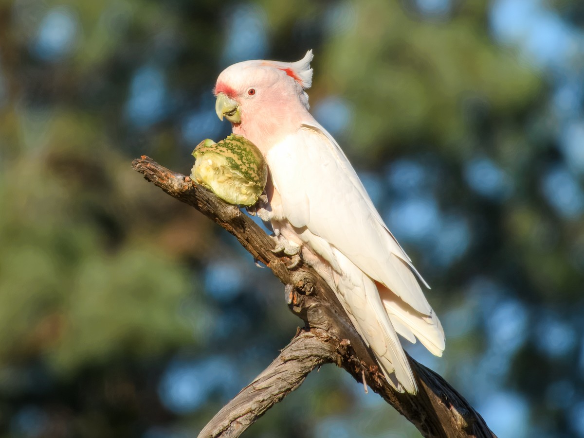 Pink Cockatoo - ML638164023