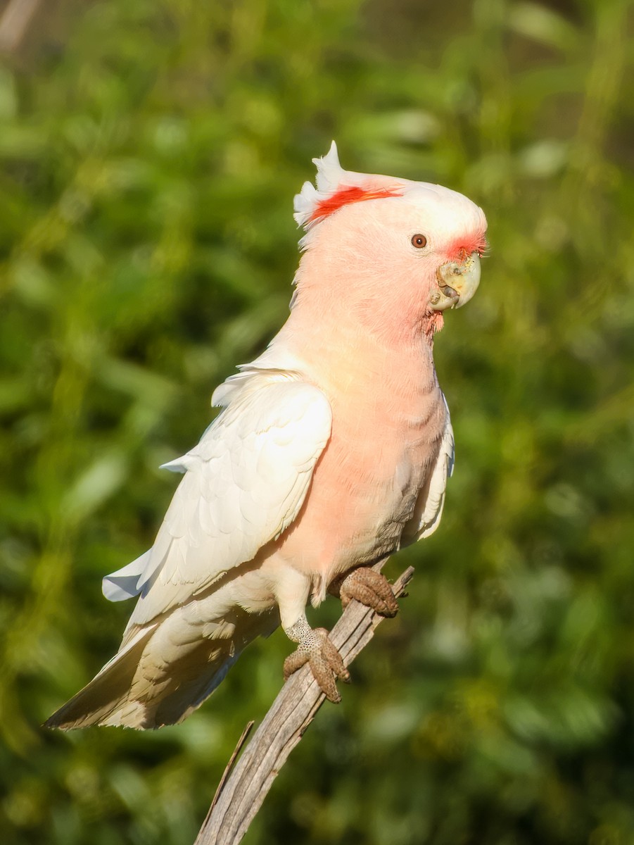 Pink Cockatoo - ML638164028