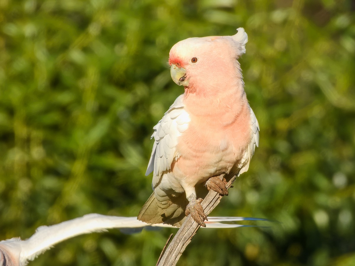 Pink Cockatoo - ML638164029