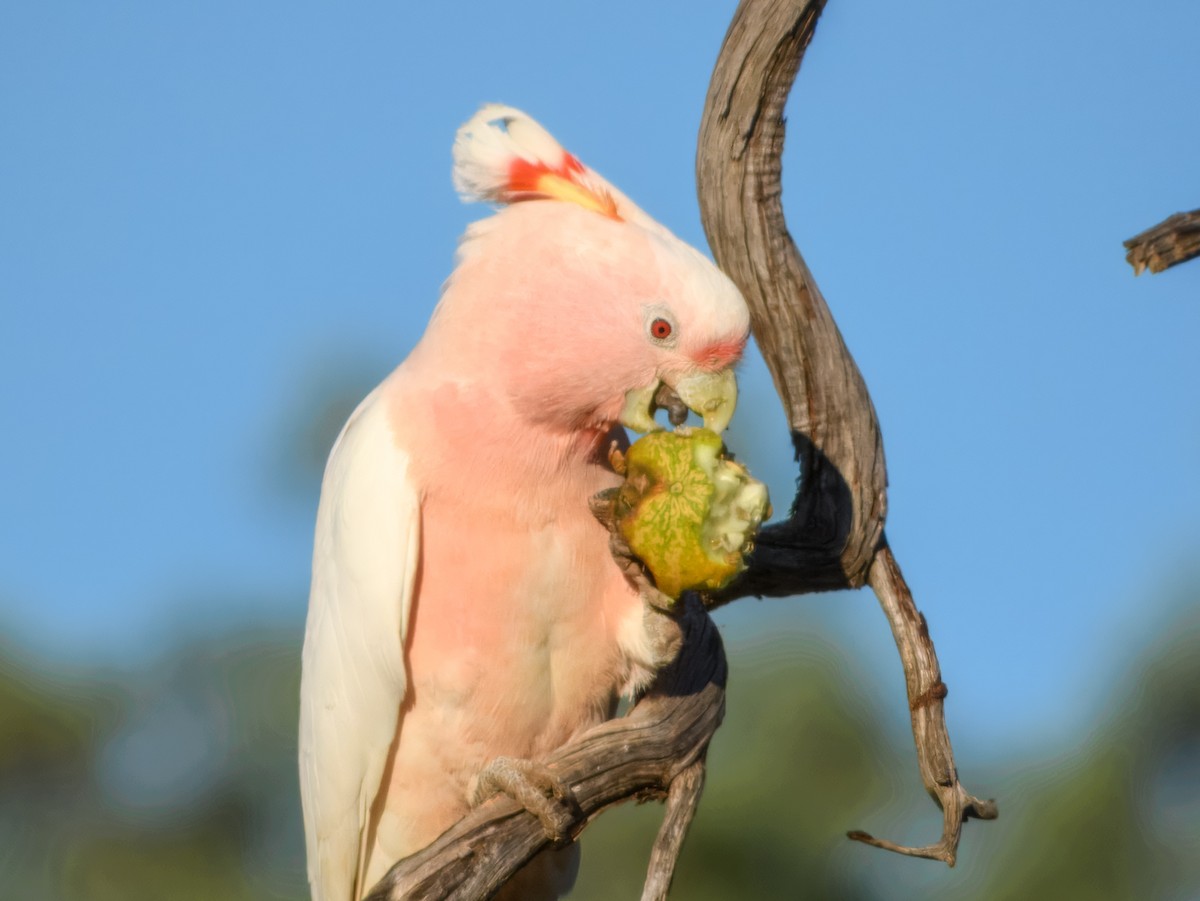 Pink Cockatoo - ML638164030