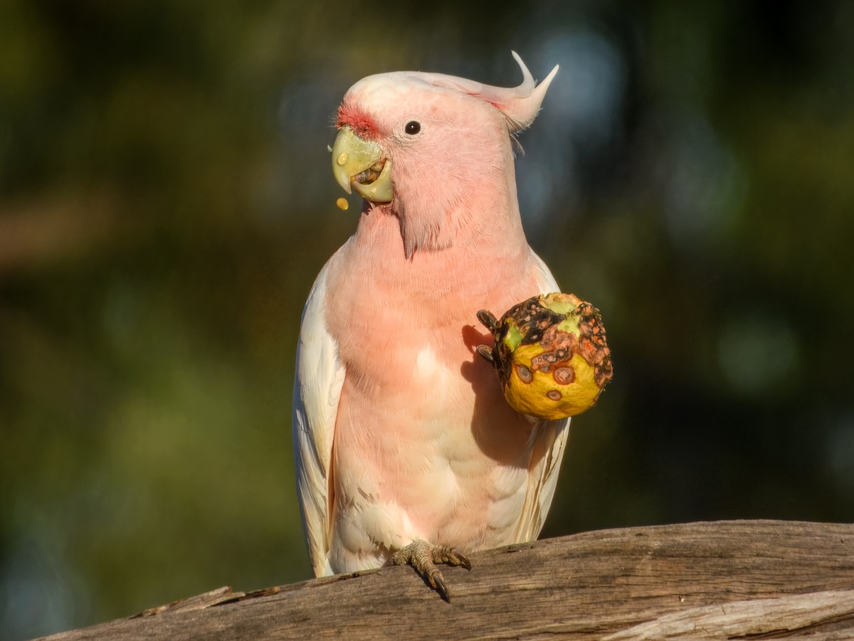 Pink Cockatoo - ML638164031
