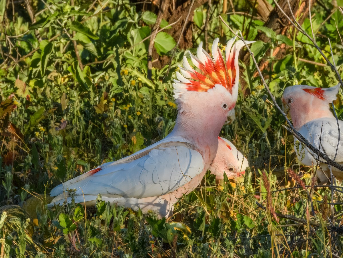 Pink Cockatoo - ML638164032