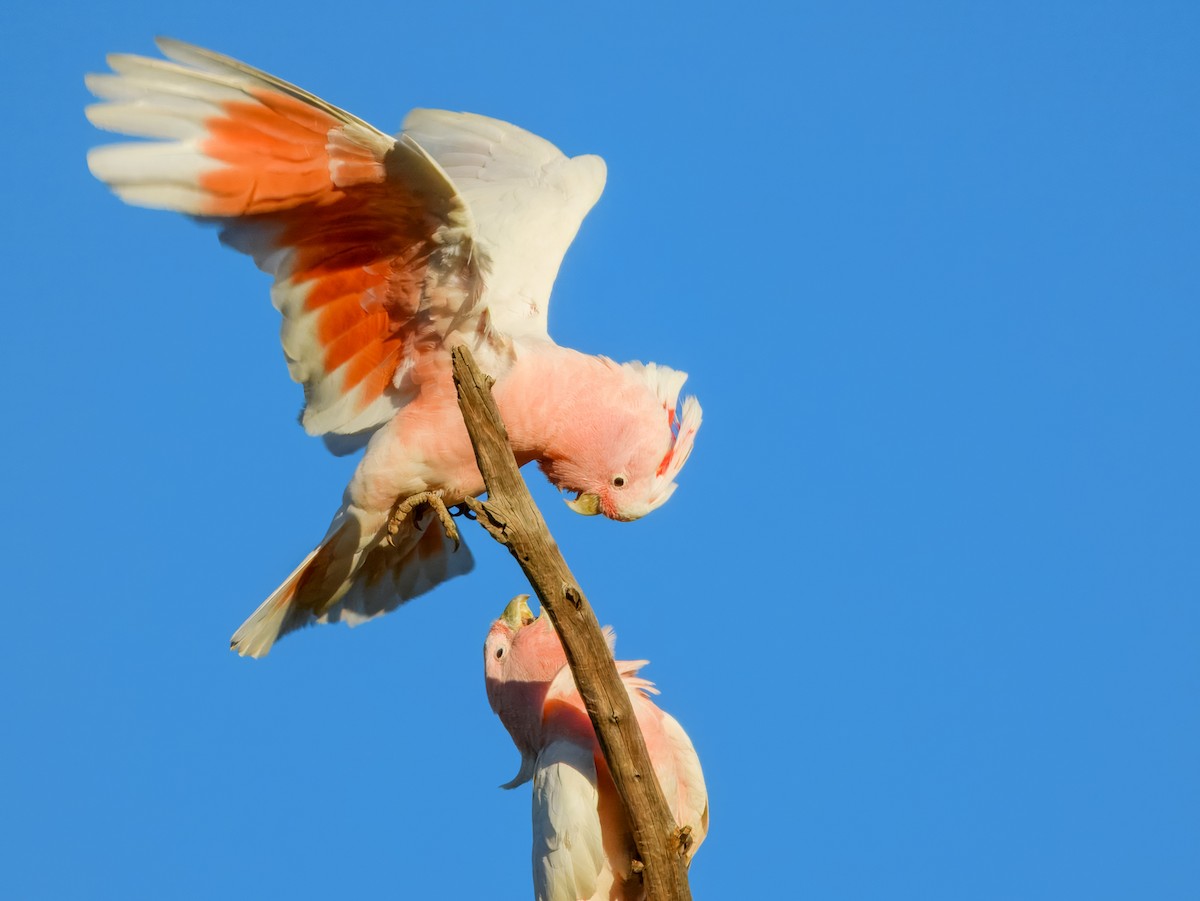 Pink Cockatoo - ML638164035