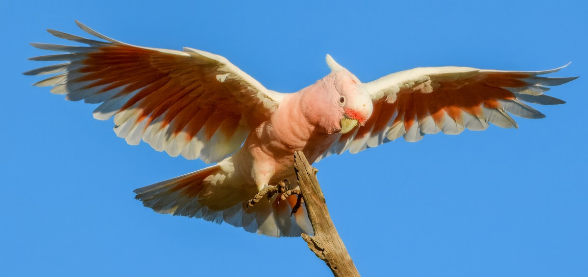 Pink Cockatoo - ML638164036