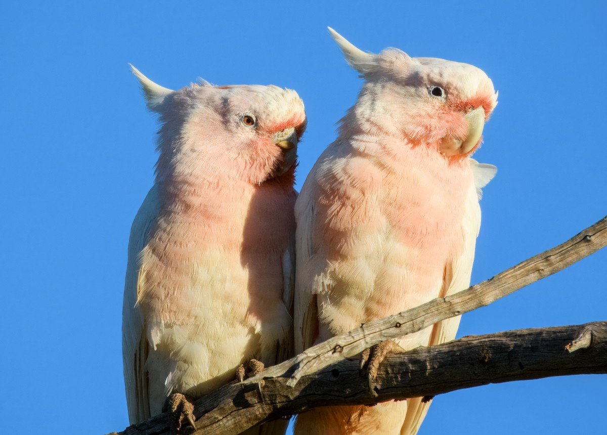 Pink Cockatoo - ML638164043