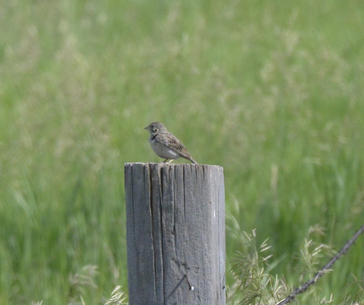 Baird's Sparrow - ML638164045