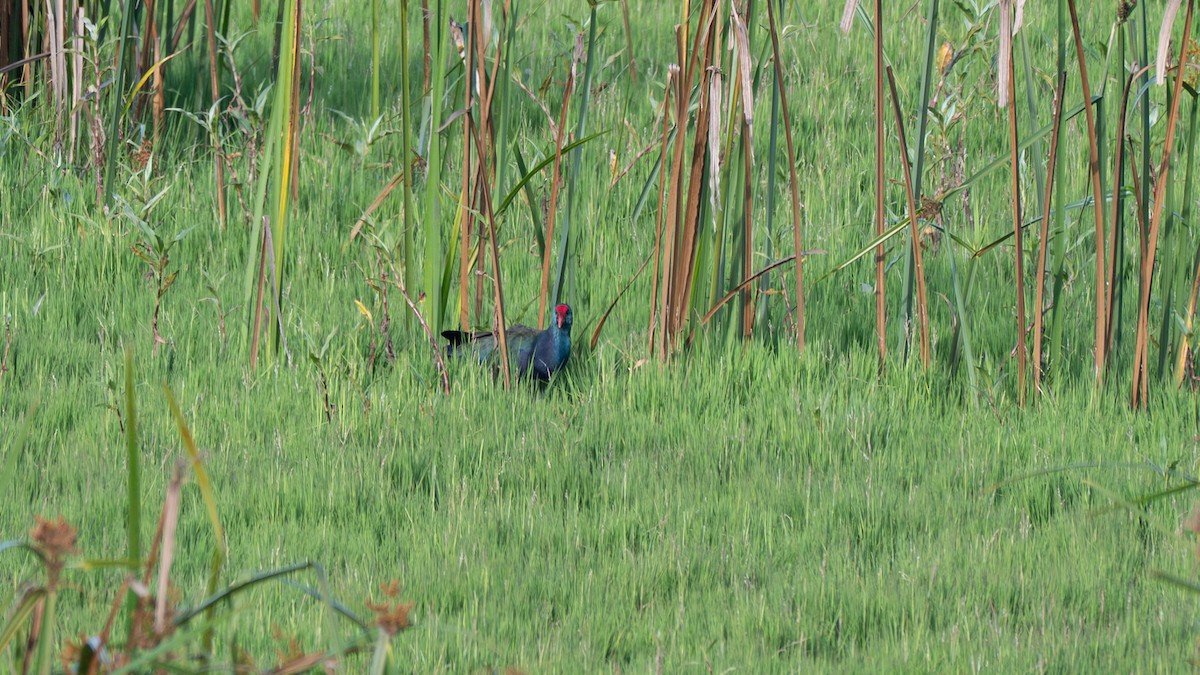 African Swamphen - ML638164054