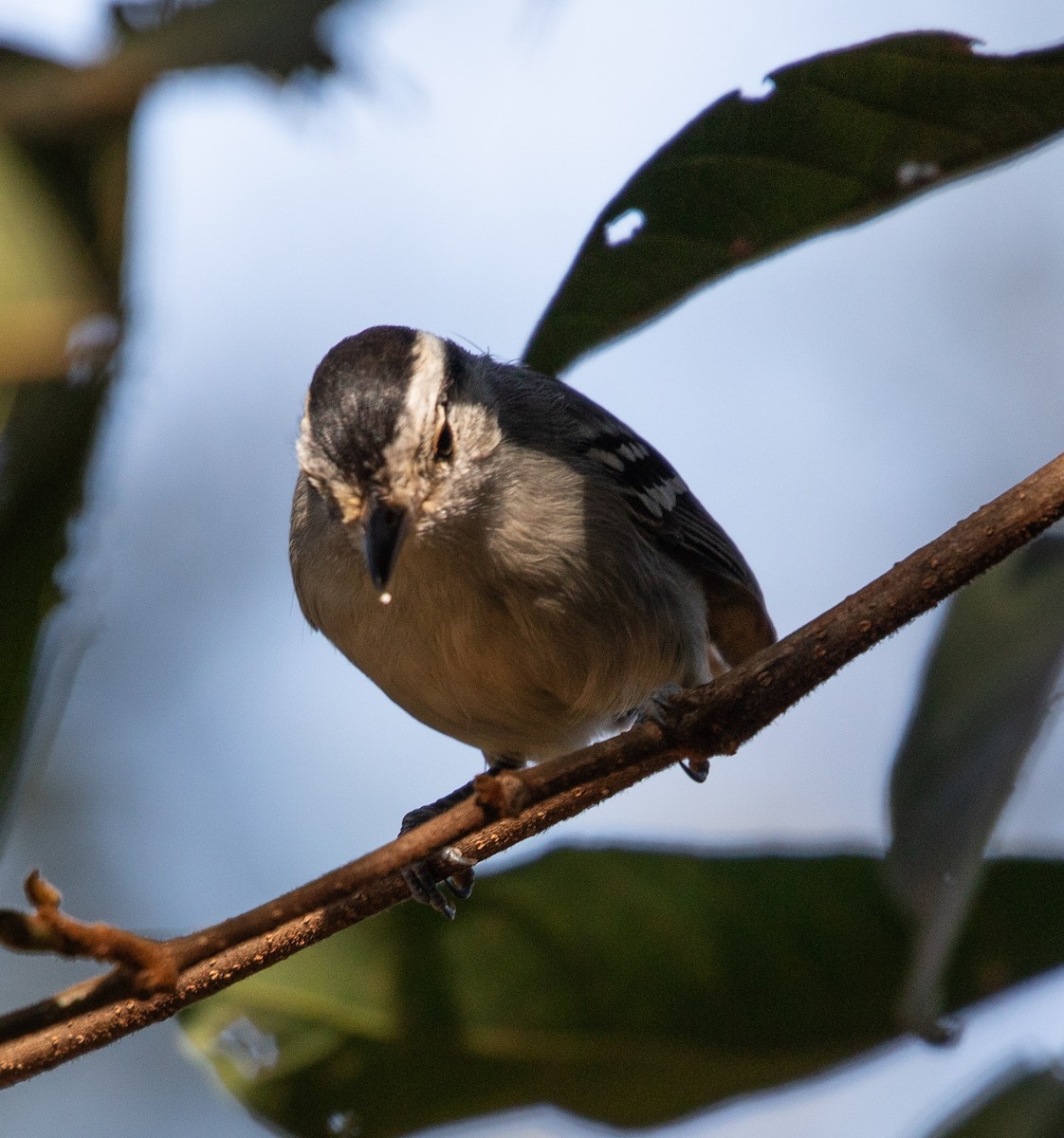 Black-capped Antwren - ML638164060