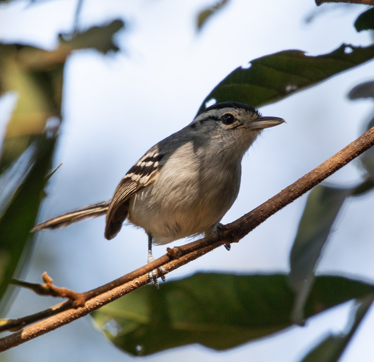 Black-capped Antwren - ML638164061