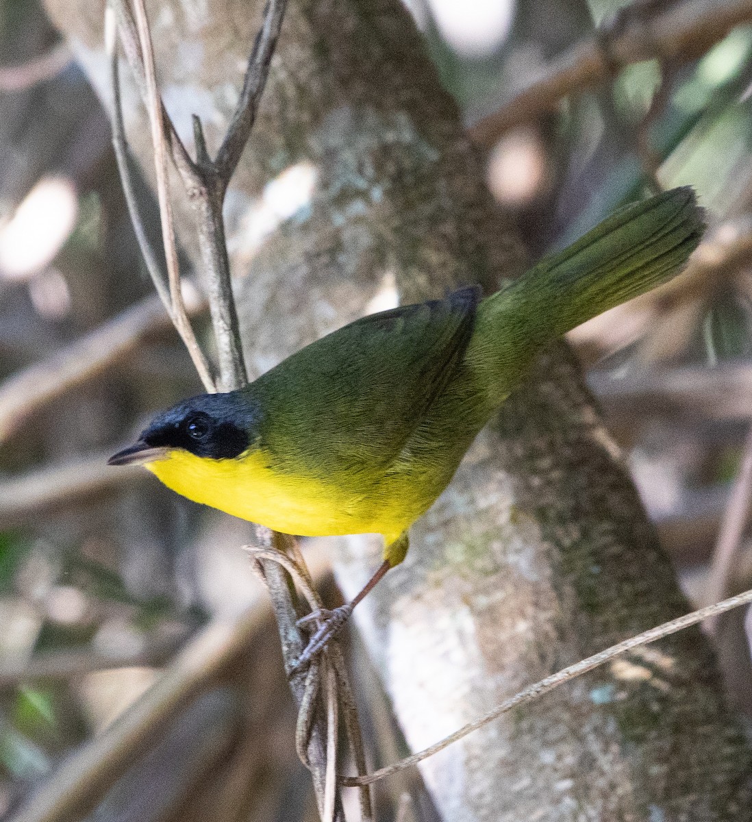 Southern Yellowthroat - ML638164067