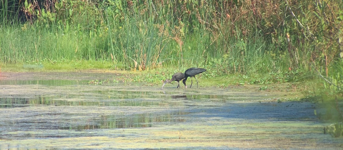 Glossy Ibis - ML638164070