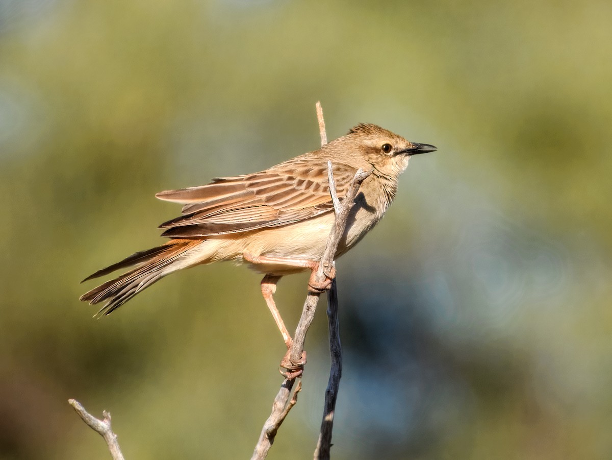 Rufous Songlark - ML638164071