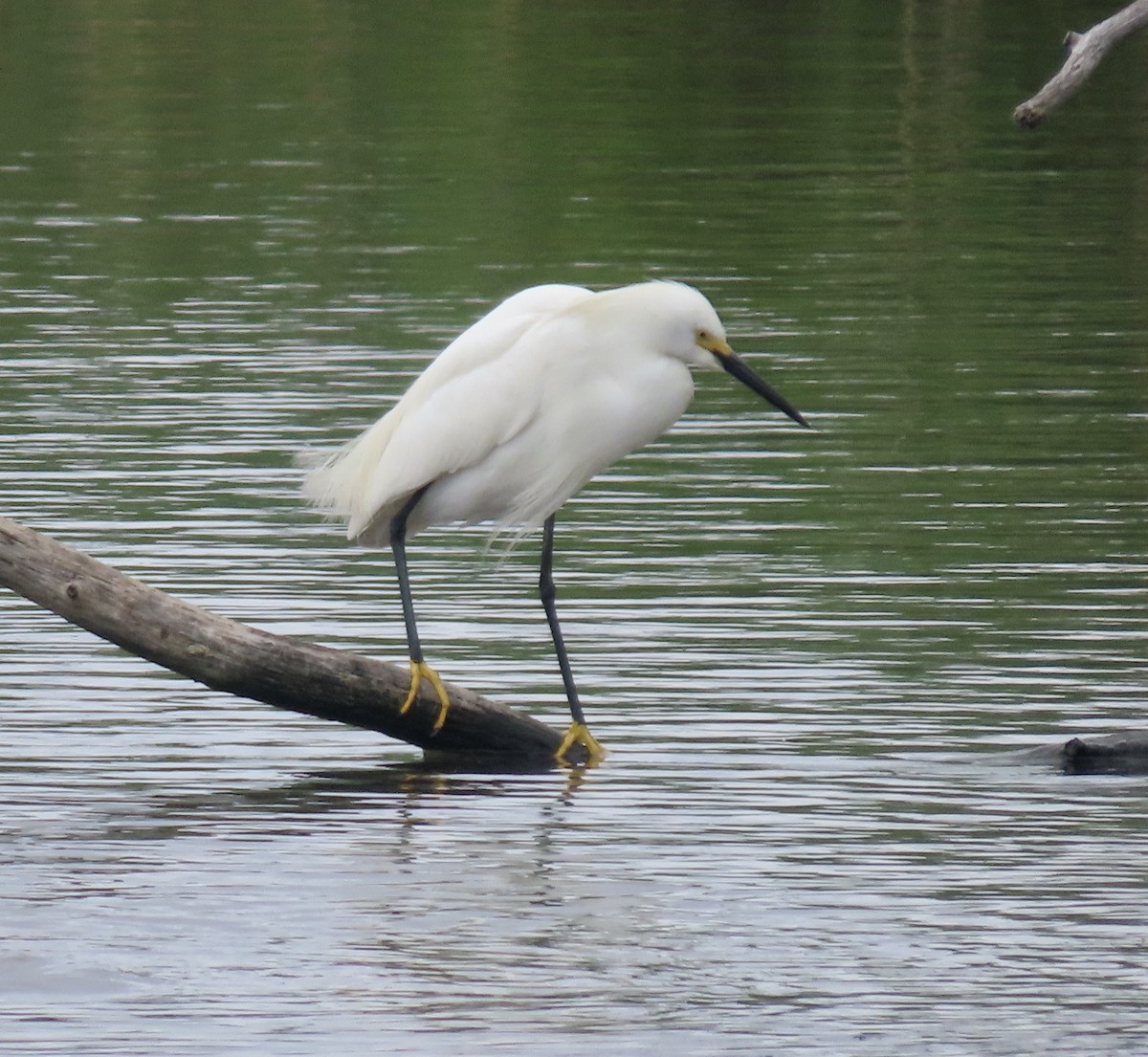 Snowy Egret - ML638164088