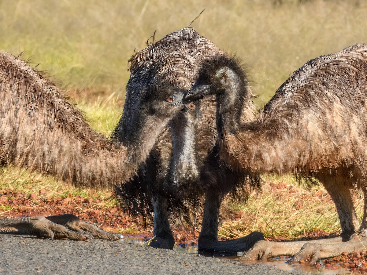 Emu - ML638164093