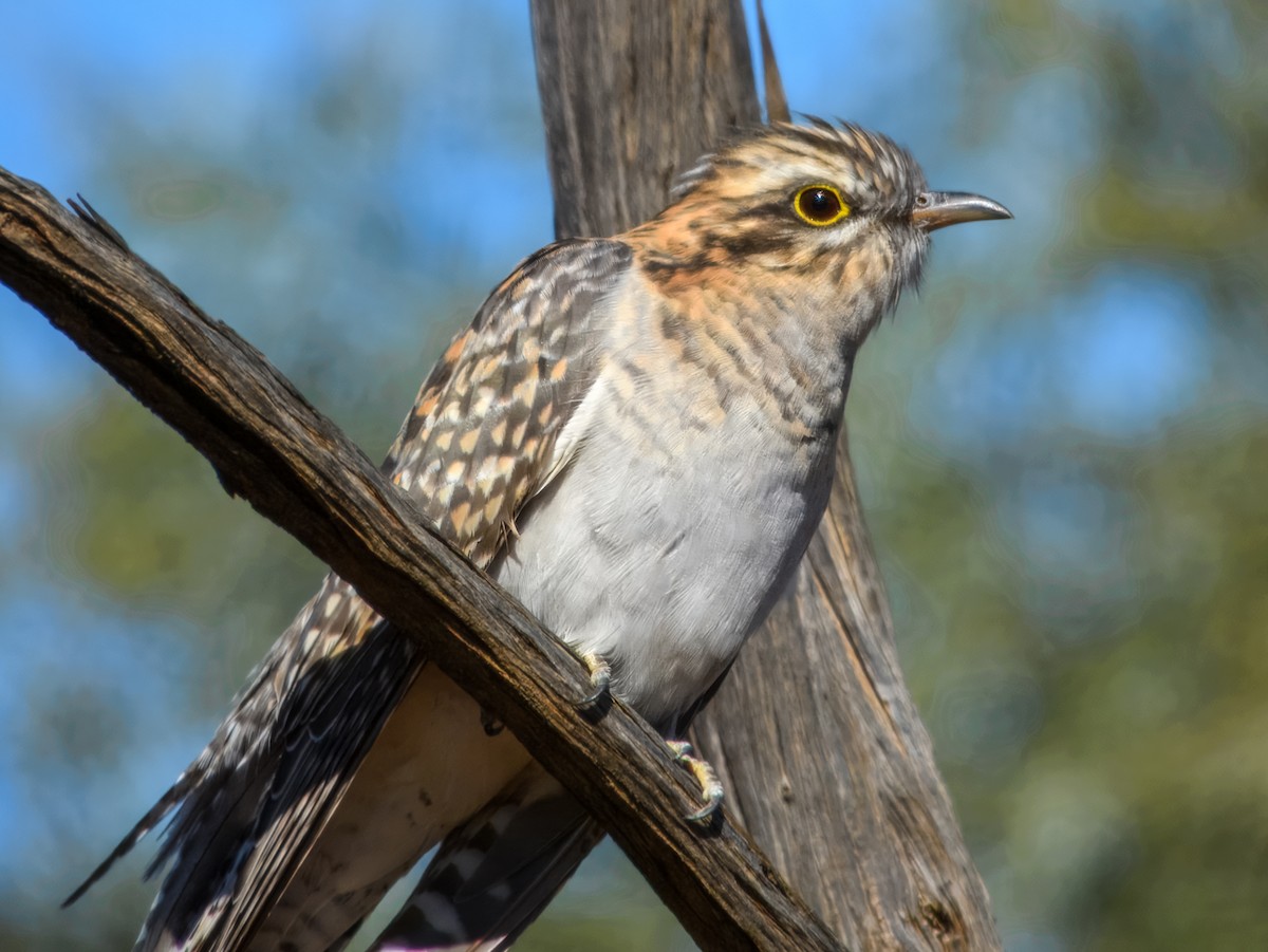 Pallid Cuckoo - ML638164103