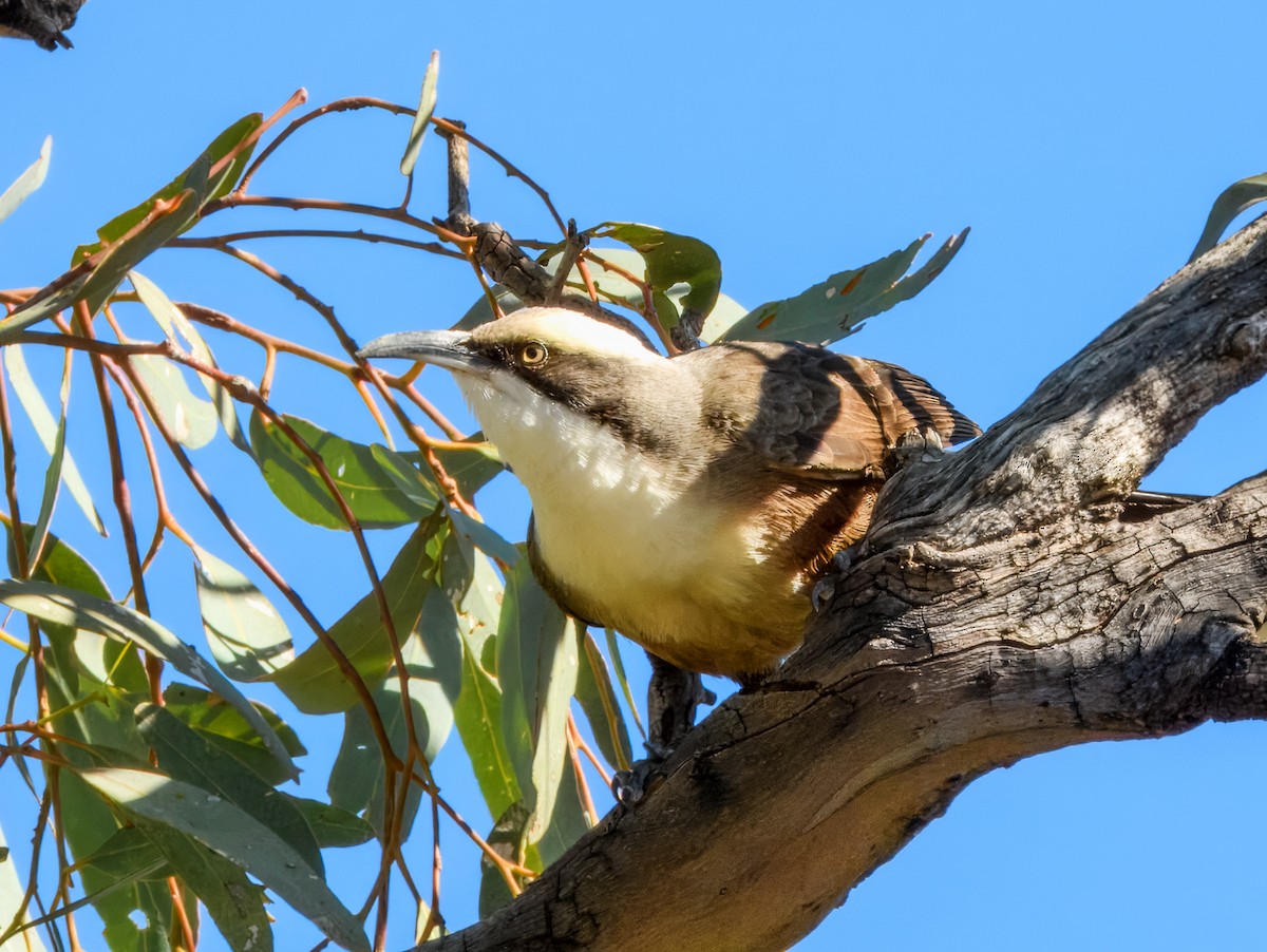 Gray-crowned Babbler - ML638164104