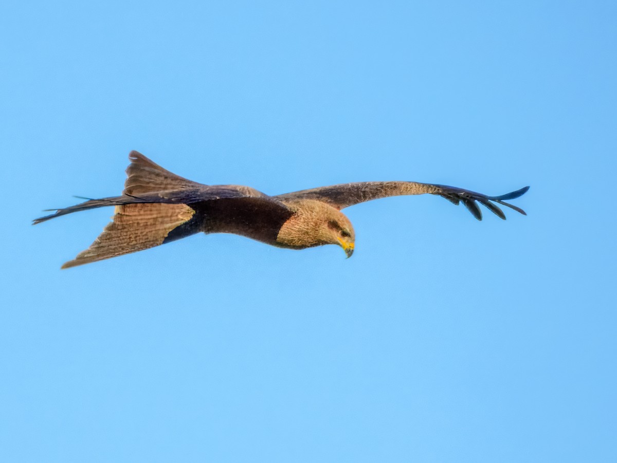 Black Kite (Black) - ML638164108