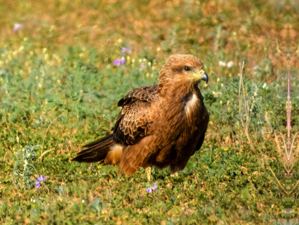 Black Kite (Black) - ML638164110