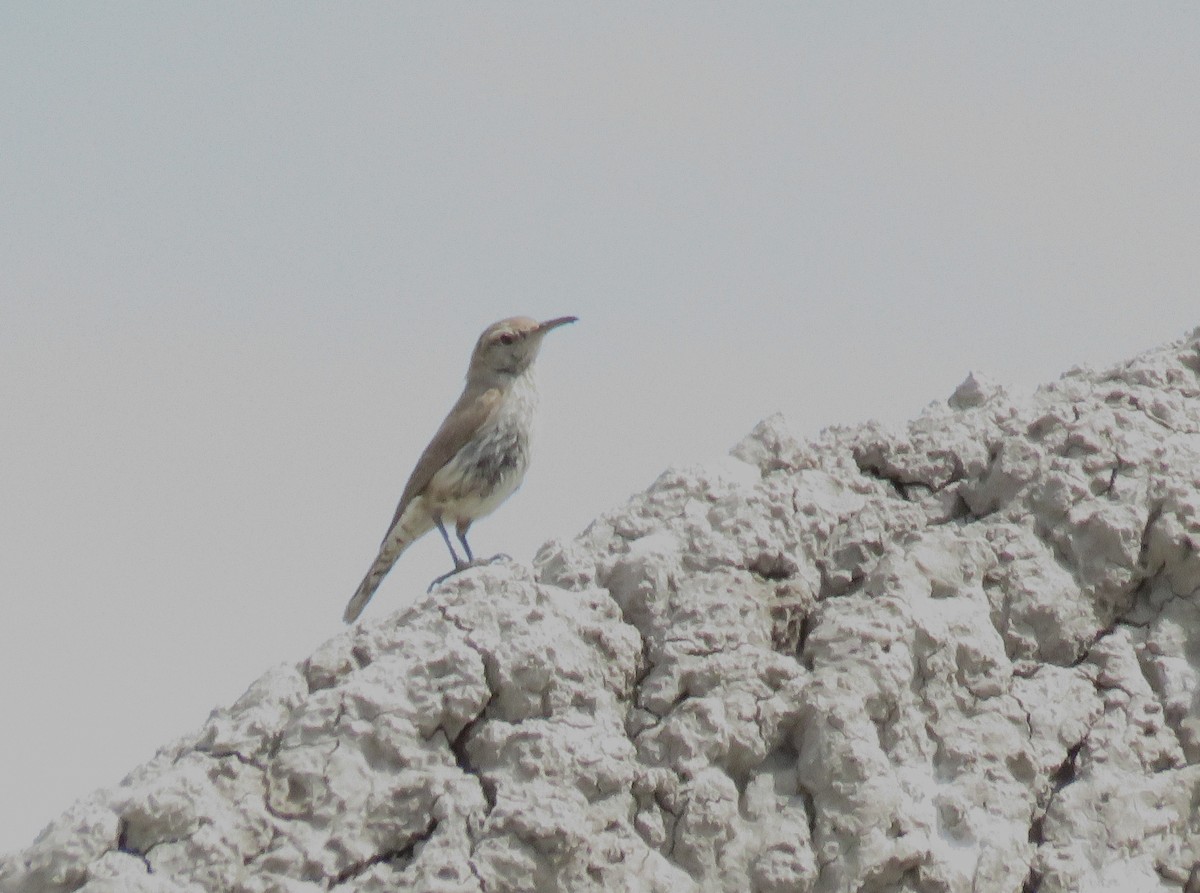 Rock Wren - ML638164126