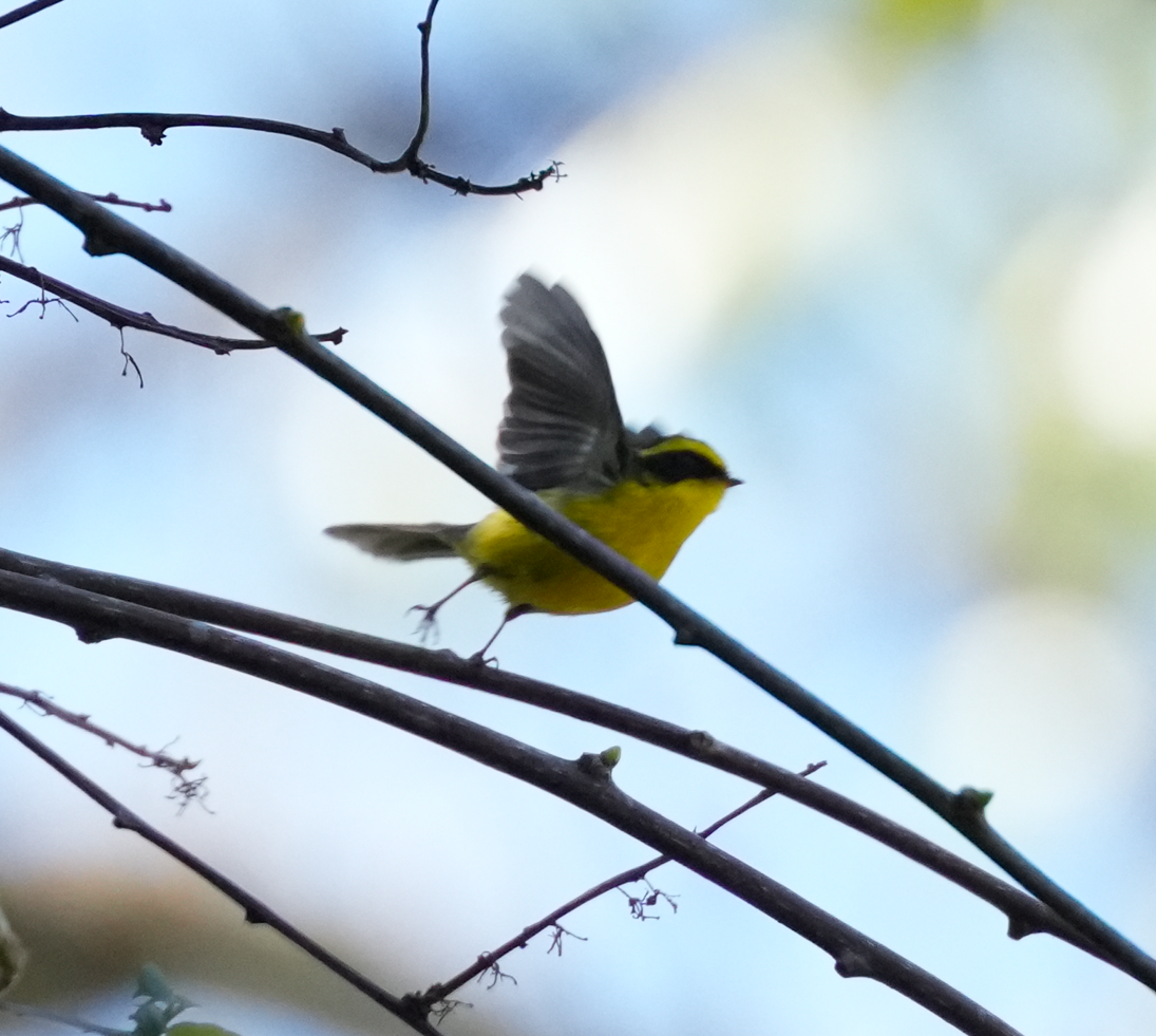 Yellow-bellied Fairy-Fantail - ML638164128
