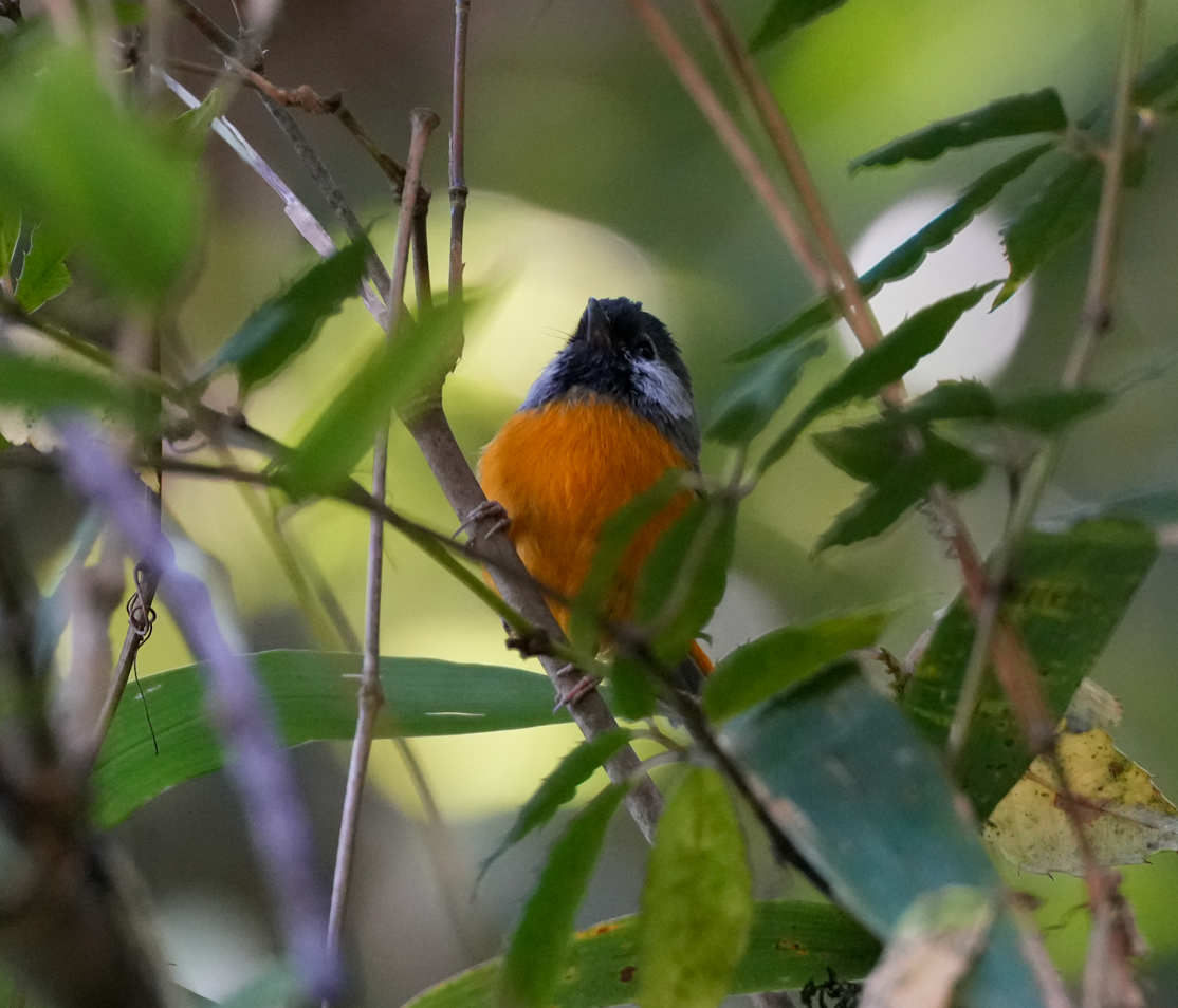 Golden-breasted Fulvetta - ML638164133