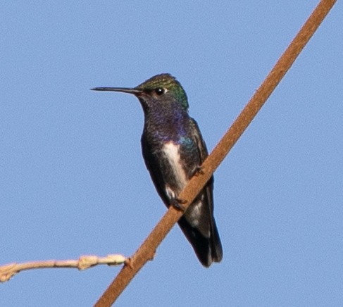Sapphire-spangled Emerald - ML638164158
