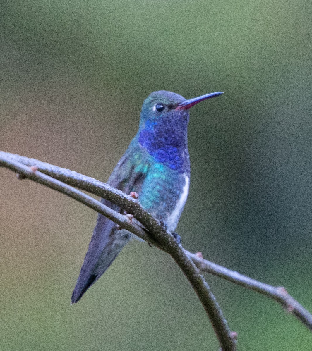 Sapphire-spangled Emerald - ML638164160