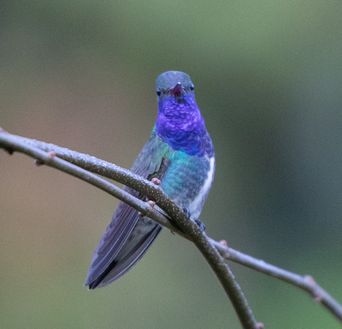 Sapphire-spangled Emerald - ML638164162