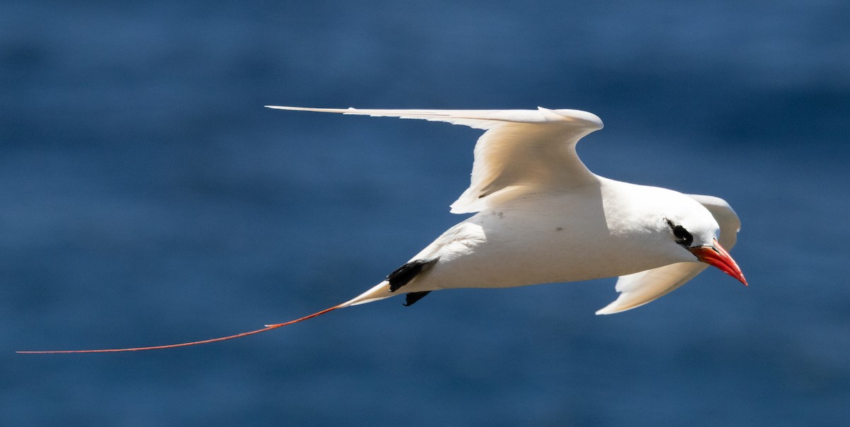 Red-tailed Tropicbird - ML638164228