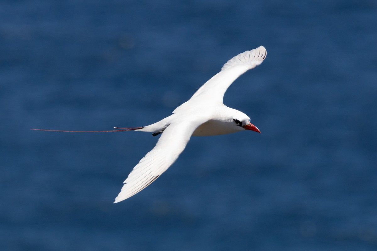 Red-tailed Tropicbird - ML638164229