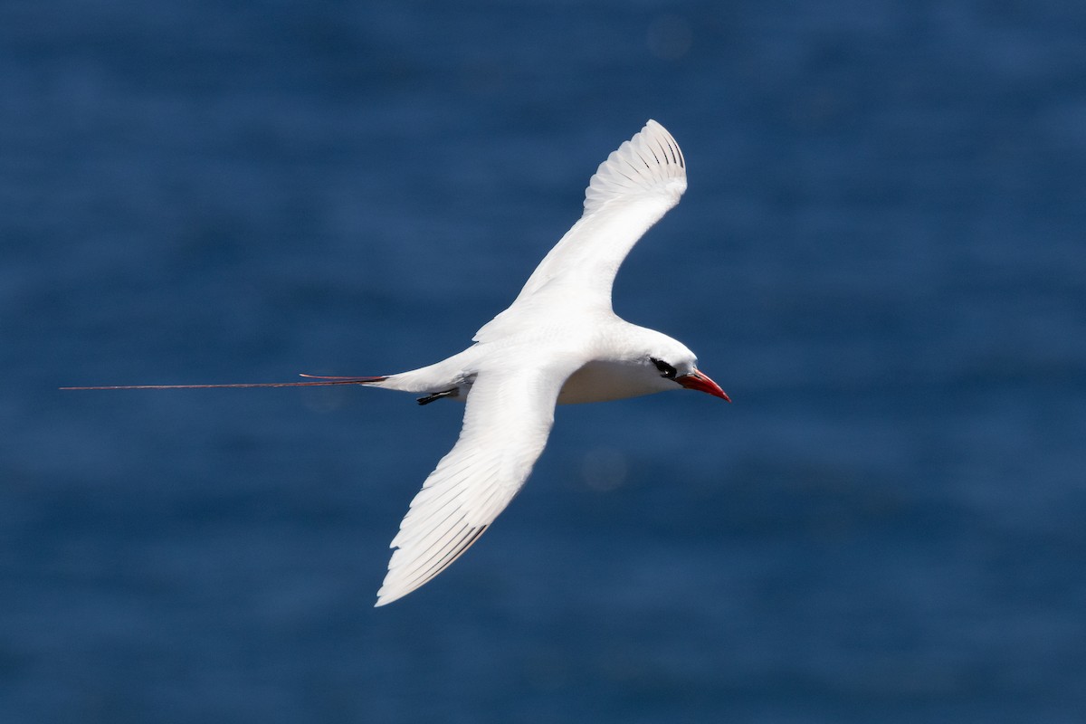 Red-tailed Tropicbird - ML638164230