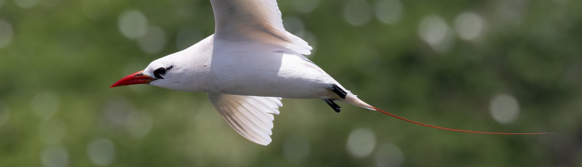 Red-tailed Tropicbird - ML638164231