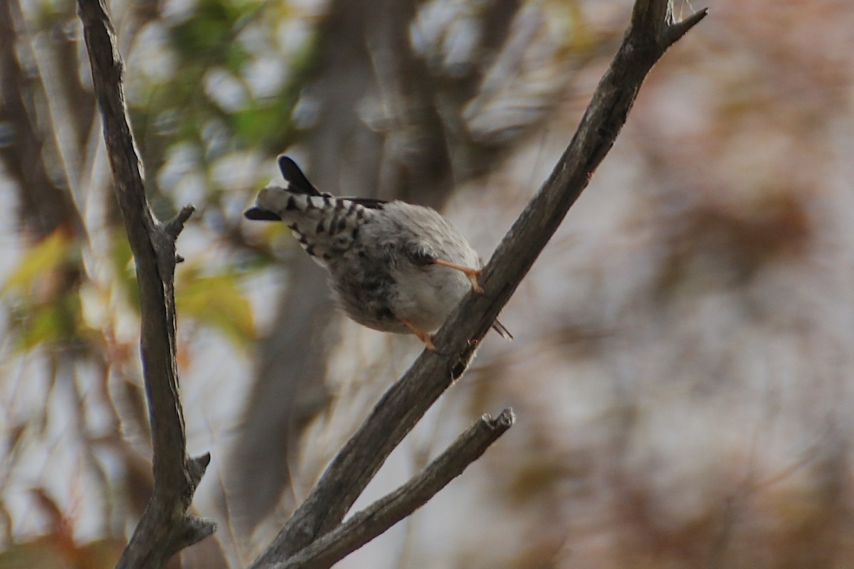 Varied Sittella (Orange-winged) - ML638164253