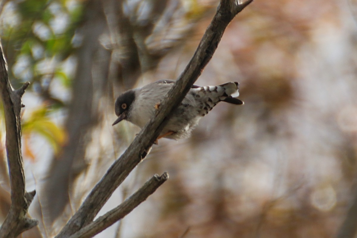 Varied Sittella (Orange-winged) - ML638164254