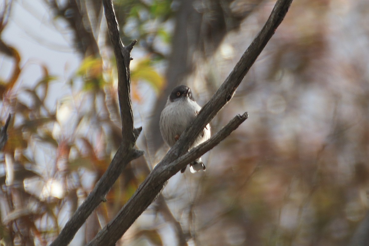 Varied Sittella (Orange-winged) - ML638164255