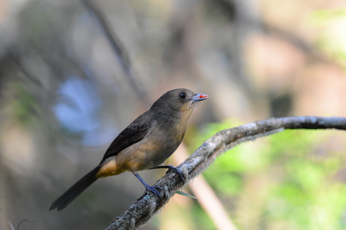 Black-goggled Tanager - ML638164257