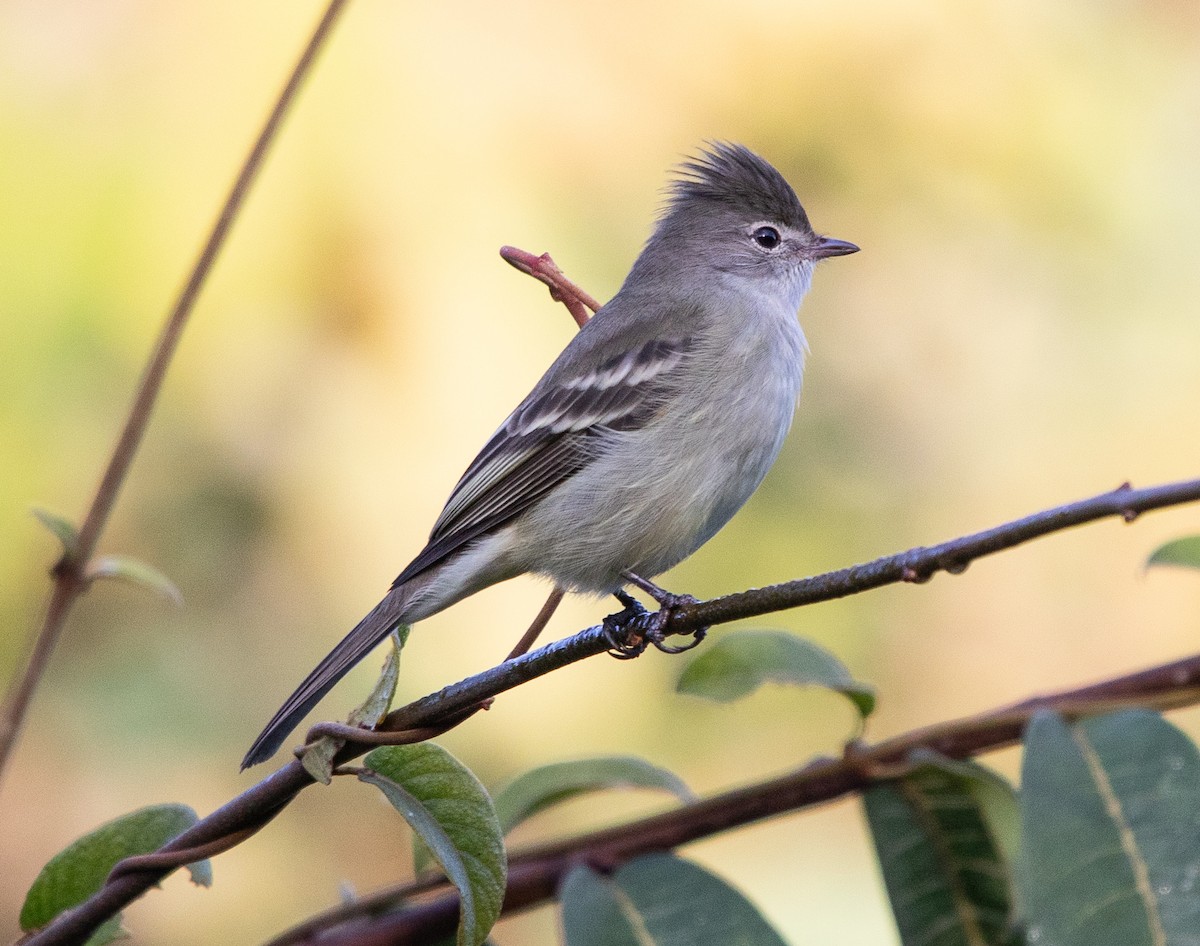 Yellow-bellied Elaenia - ML638164314